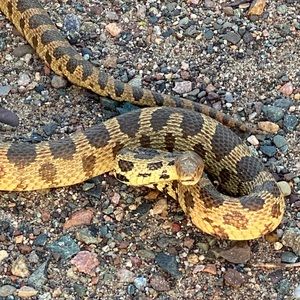 Meet your Posher, Jake